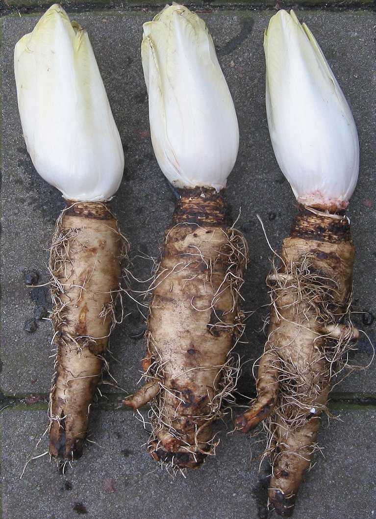 Chicory root