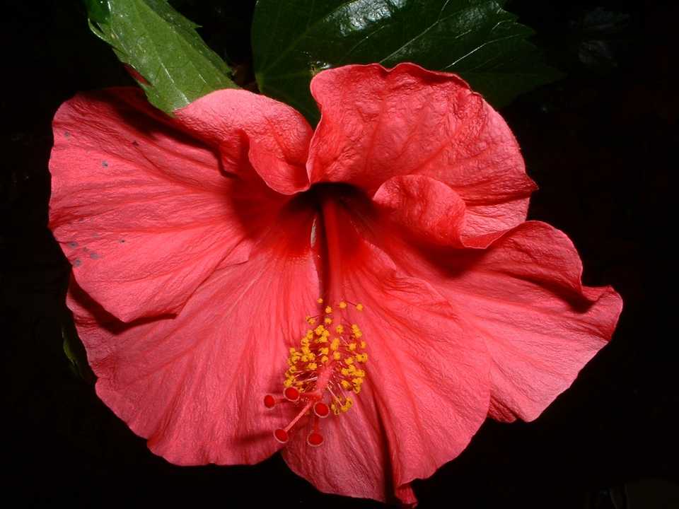 Close up of a Hibiscus flower
