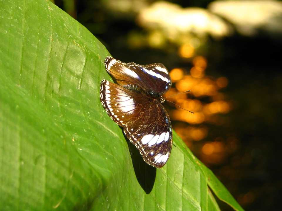 Close up of a butterfly
